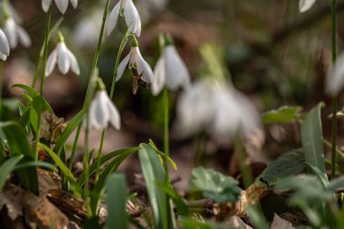 Bir arı polen toplama ile erken orman jimnastik pantolonu kardelen