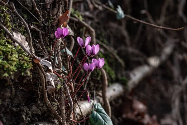 Grupo Florestas Primitivas Floresce Ciclânios — Fotografia de Stock