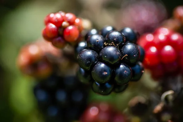 Černé lesní plody closeup — Stock fotografie