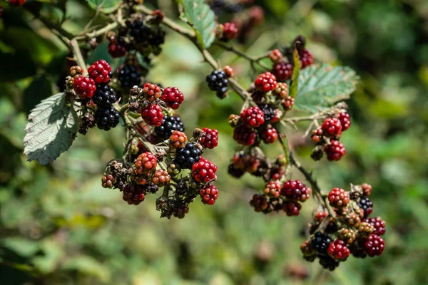 Floresta Negra Berries Closeup — Fotografia de Stock