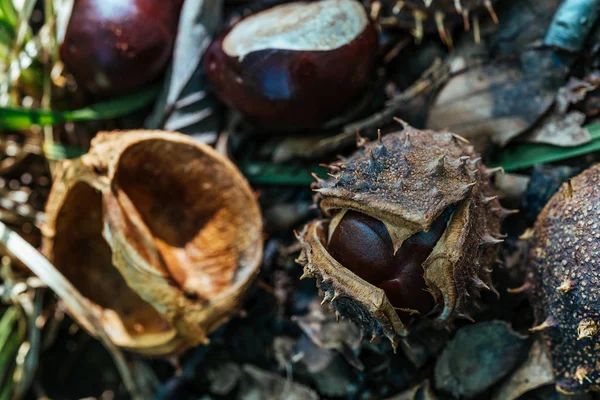 Kabuk ve Dikenli Vahşi Orman Kestaneleri