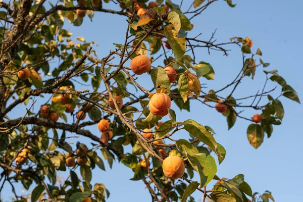 Lot Autumn Seasonal Fruit Persimmon Branches Tree — Stock Photo, Image