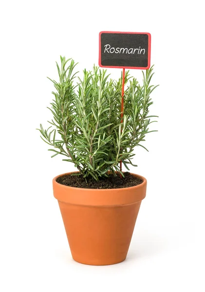 Rozemarijn Asian Porn