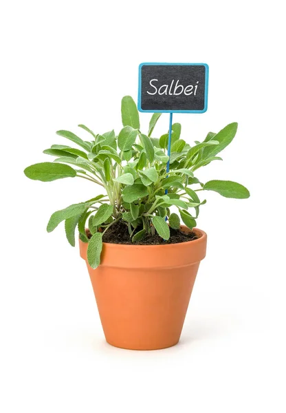 Sage Clay Pot German Label Salbei — Stock Photo, Image