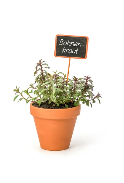 Savory Clay Pot German Label Bohnenkraut — Stock Photo, Image