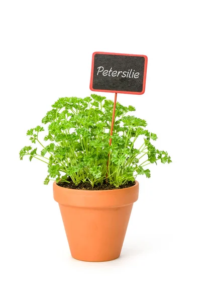 Parsley Clay Pot German Label Petersilie — Stock Photo, Image