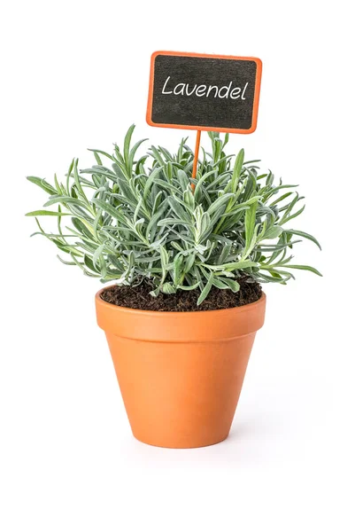 Lavendel Een Pot Van Klei Met Een Duitse Label Lavendel — Stockfoto