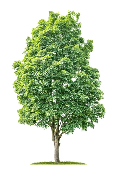 Geïsoleerde boom op een witte achtergrond-Acer-Maple — Stockfoto