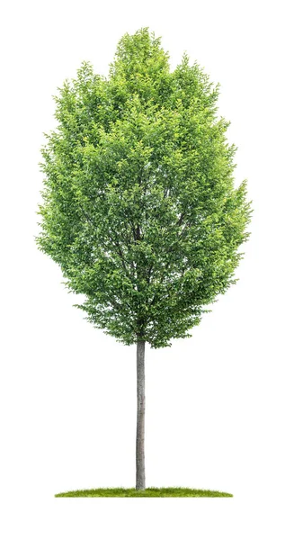 Ένα απομονωμένο δέντρο σε λευκό φόντο-Carpinus — Φωτογραφία Αρχείου