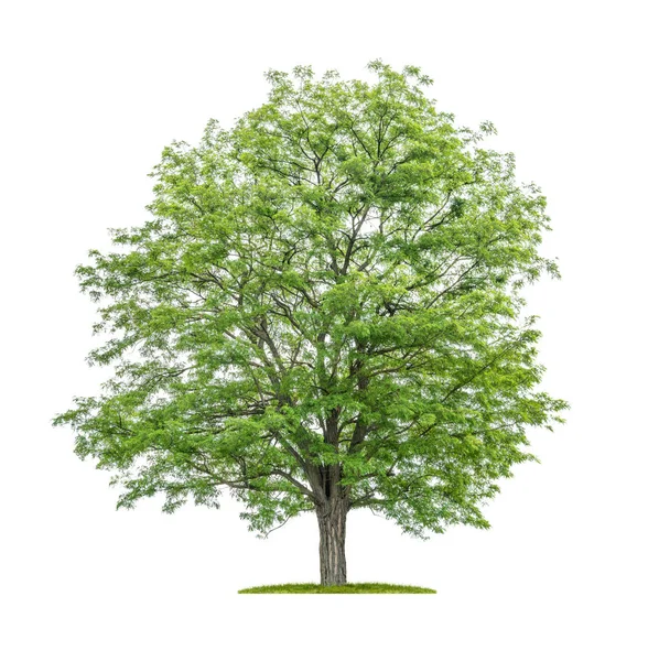 Isolated  tree on a white background - Robinia pseudoacacia- Fal — Stock Photo, Image