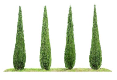 Four isolated cypresses on a white background clipart