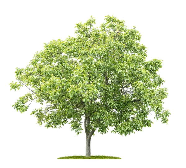 Un albero isolato su sfondo bianco - Juglans regia — Foto Stock