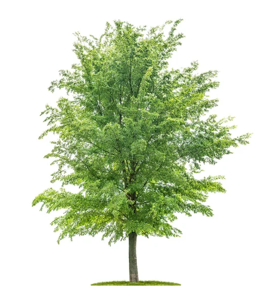 Geïsoleerde boom op een witte achtergrond-Ulmus-Elm — Stockfoto