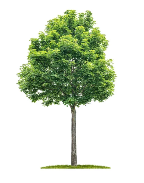 Ett isolerat träd på en vit bakgrund-Acer-Maple — Stockfoto