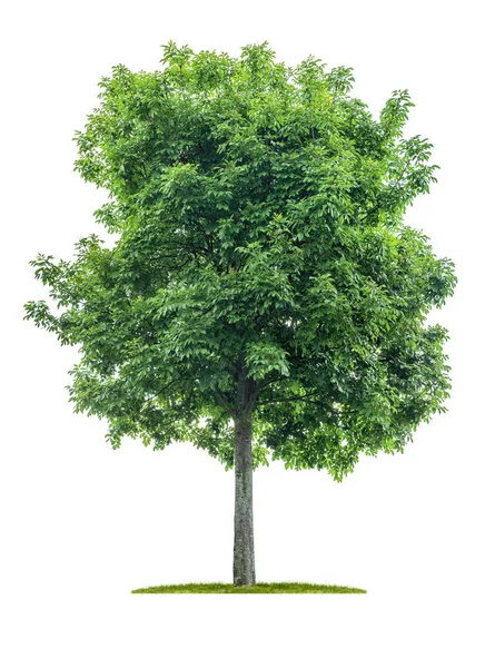 Isolated  tree on a white background - Acer negundo - Maple ash — Stock Photo, Image