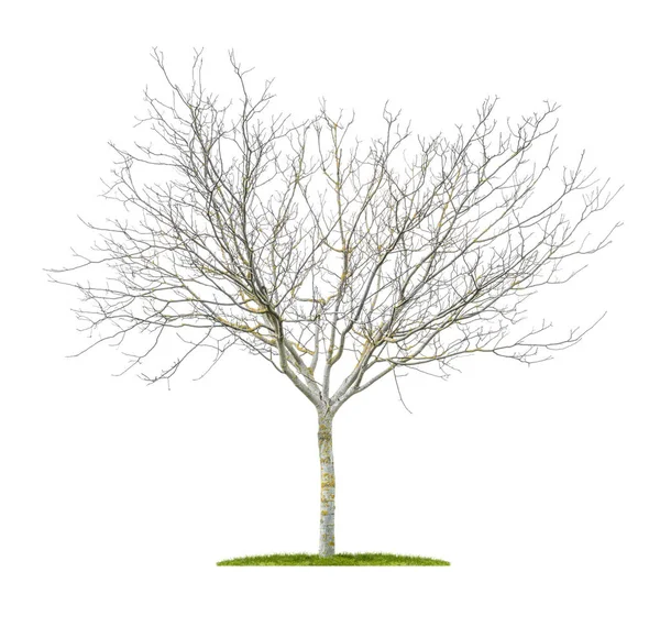 An isolated walnut tree without leafs on a white background — Stock Photo, Image