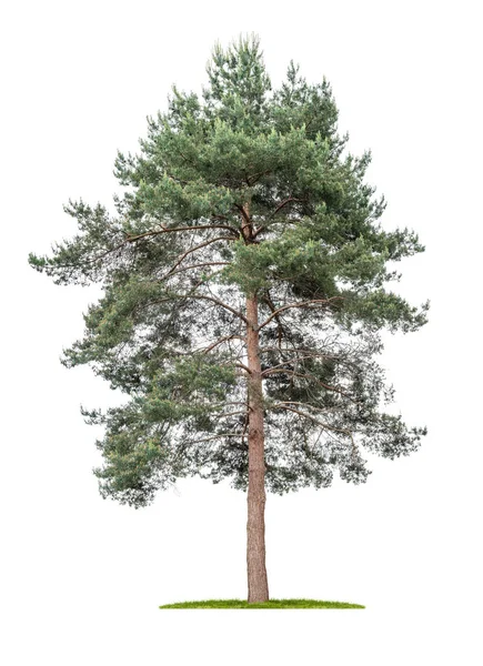 Beyaz arka planda izole ağaç - Çam - Pinus — Stok fotoğraf