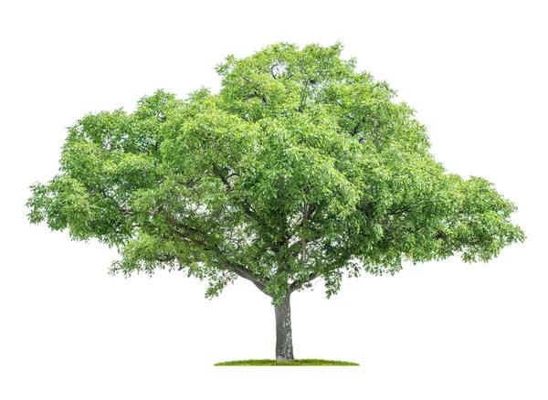 Árvore isolada sobre fundo branco - Juglans regia - Noz — Fotografia de Stock