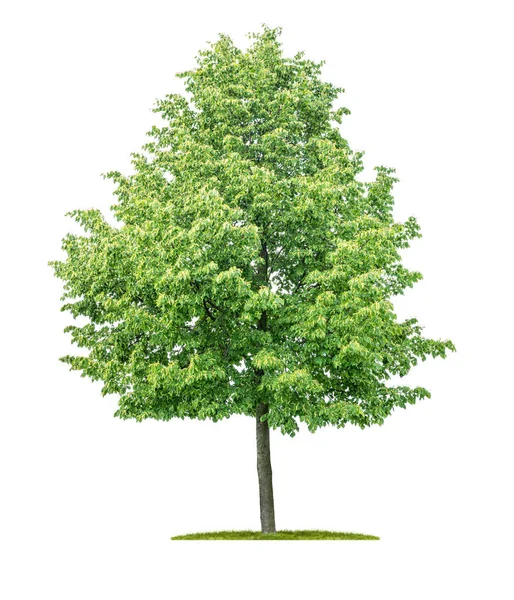 Albero isolato su sfondo bianco - Tilia cordata - Piccola pulce — Foto Stock