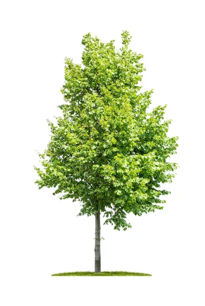 Albero isolato su sfondo bianco - Tilia - Lime — Foto Stock