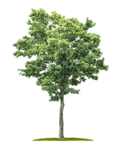 Beyaz zemin üzerinde bir izole Akça ağaç — Stok fotoğraf