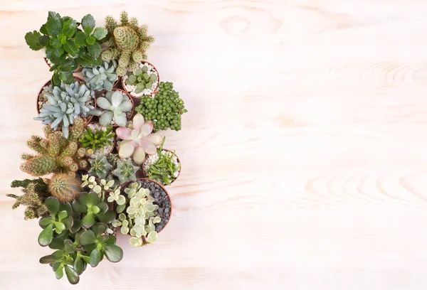 Lindas Plantas Suculentas Sobre Fondo Madera Con Espacio Para Copiar — Foto de Stock