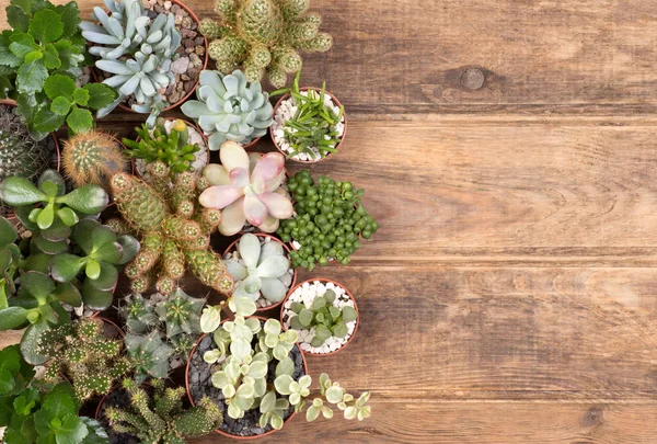 Lindas Plantas Suculentas Sobre Fondo Madera Con Espacio Para Copiar — Foto de Stock