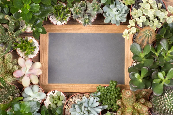 Leere Kleine Tafel Umgeben Von Saftigen Pflanzen — Stockfoto