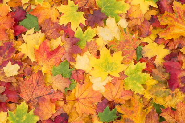 Barevný Podzim Listí Pozadí — Stock fotografie