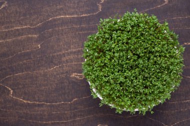 Koyu ahşap arka plan üzerinde bir kase büyüyen Tere, üst görünümü