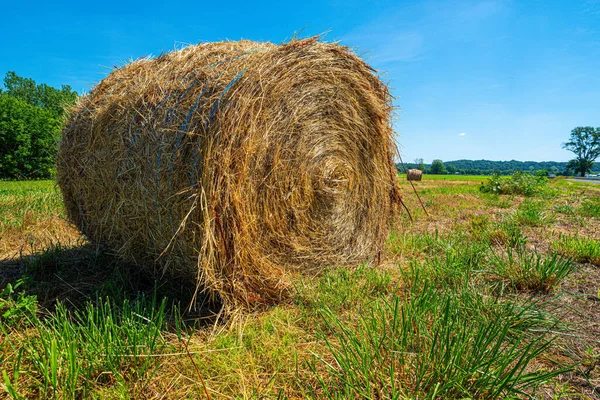 Golden Straw Rolled Cylinder Make Bale Hay Stored Open Green — Stock Photo, Image