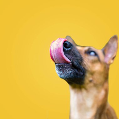 Mutlu meraklı köpek yalama, dilini gösterme, melez, sarı arka planda soyutlanmış. Boşluğu kopyala.