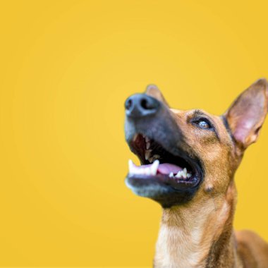 Mutlu, güler yüzlü, melez, sarı arka planda soyutlanmış bir köpek. Boşluğu kopyala.