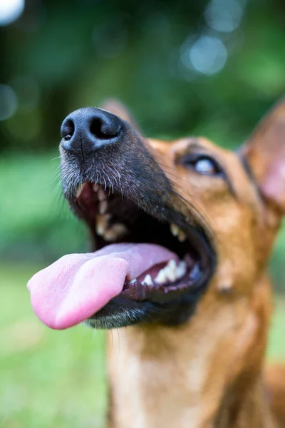 Felice Cane Curioso Sorridente Razza Mista Guardando Alto Isolato Sfondo — Foto Stock