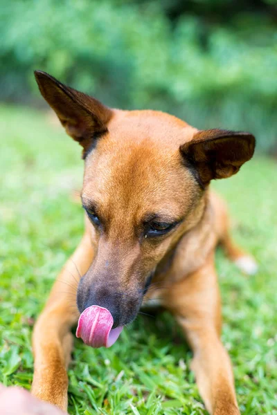 Счастливый Любопытный Облизывание Показывая Свой Язык Собака Смешанной Породы Изолированные — стоковое фото