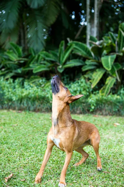 幸せな好奇心の犬混合品種再生 緑の自然背景に — ストック写真