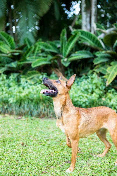 Happy curious dog Mixed breed playing, on green nature background.