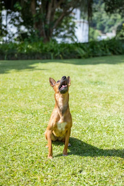 Счастливая Любопытная Собака Смешанная Порода Игры Зеленом Фоне Природы — стоковое фото