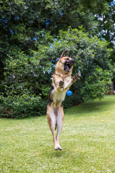 강아지 셰퍼드 자연의 배경에 고립되어 — 스톡 사진