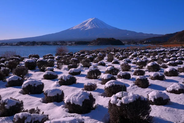 Гора Fuji Snowy Scenery Oishi Park Lake Kawaguchi Japan 2019 — стоковое фото