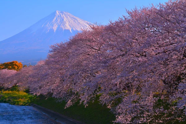 Flores Cerezo Plena Floración Fuji Fuji City Japón 2019 — Foto de Stock