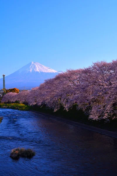 River Cherry Blossoms Fuji Fuji City Japan 2019 — Stock Photo, Image