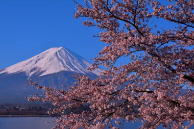 Cherry çiçekleri ve MT Fuji mavi gökyüzü açık Lake Kawaguchi Japonya 04/13/2019