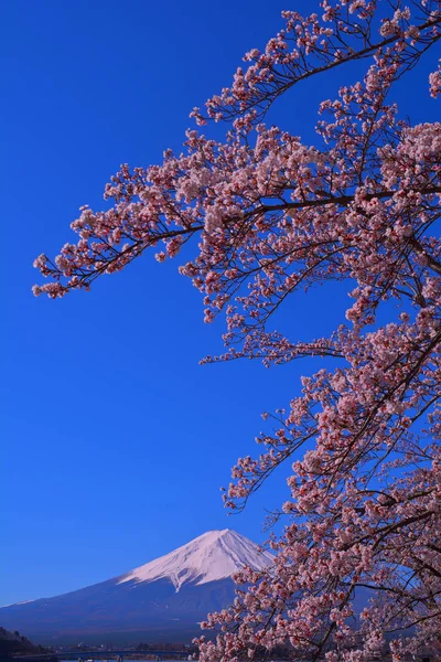 Flores Cerezo Monte Fuji Cielo Azul Claro Desde Lago Kawaguchi — Foto de Stock