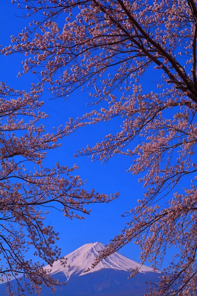 Flores Cerezo Monte Fuji Del Cielo Azul Desde Lago Kawaguchi — Foto de Stock