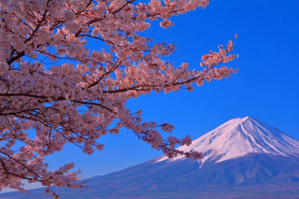 Cherry Virágok Kawaguchi Fuji Kék 2019 — Stock Fotó