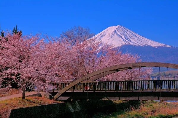 Pequeño Puente Orilla Norte Del Lago Kawaguchi Flores Cerezo Monte —  Fotos de Stock