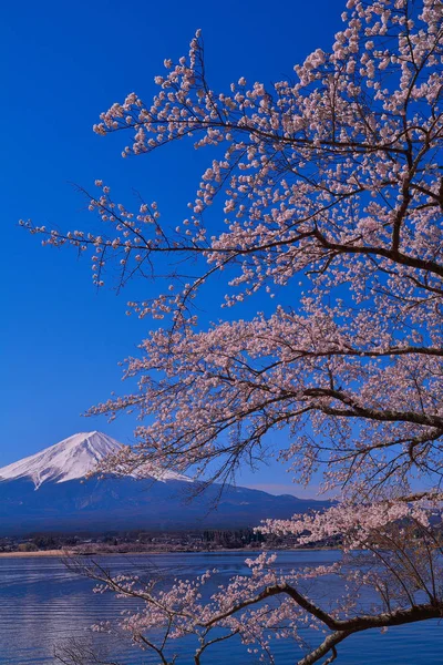 Cerezo Monte Fuji Del Parque Nagasaki Lago Kawaguchi Japón 2019 — Foto de Stock
