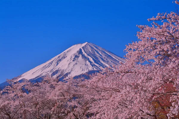 Flores Cerezo Plena Floración Monte Fuji Desde Parque Yagisaki Lago — Foto de Stock