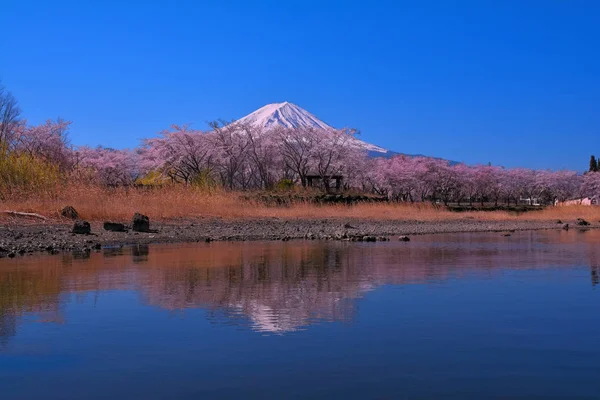 Mt. Fuji of cherry blossoms of Lake Yakisaki Park in Lake Kawaguchi Japan 04/18/2019